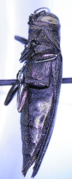Photo of Agrilus liragus by Tim Loh